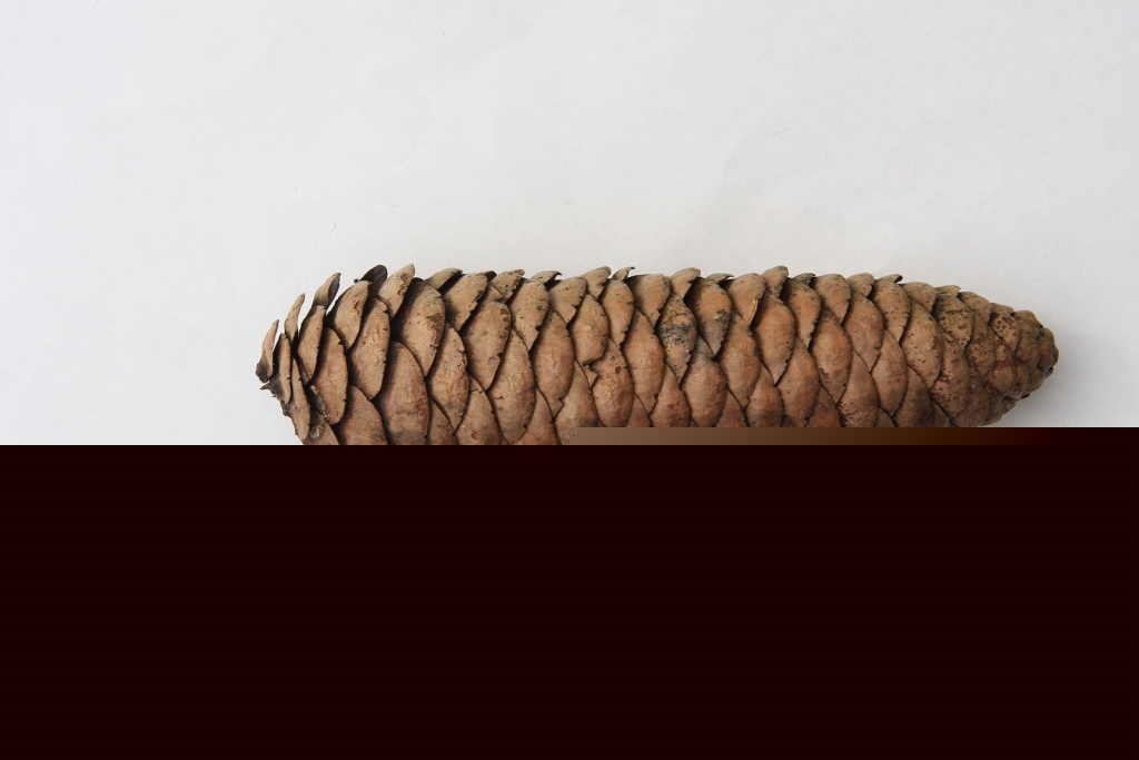 Picea smithiana