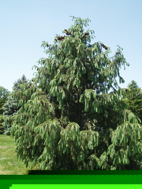 Picea smithiana
