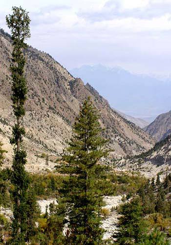 Picea smithiana