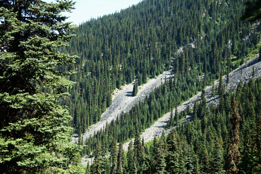 Picea sitchensis
