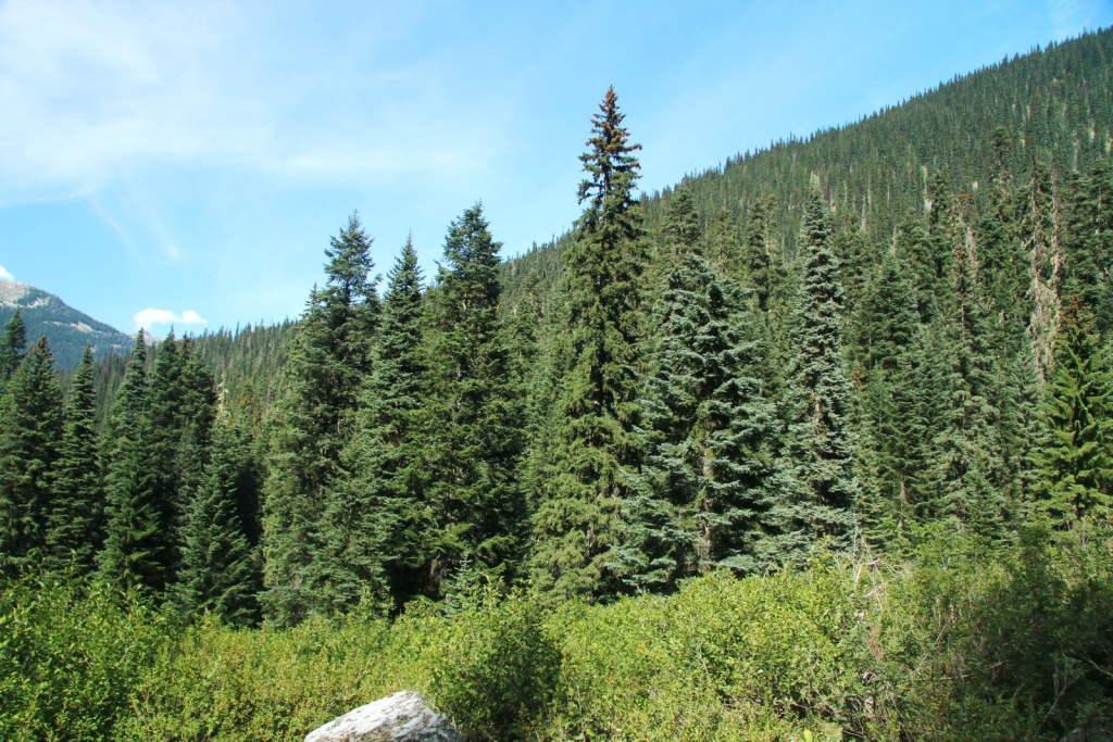 Picea sitchensis