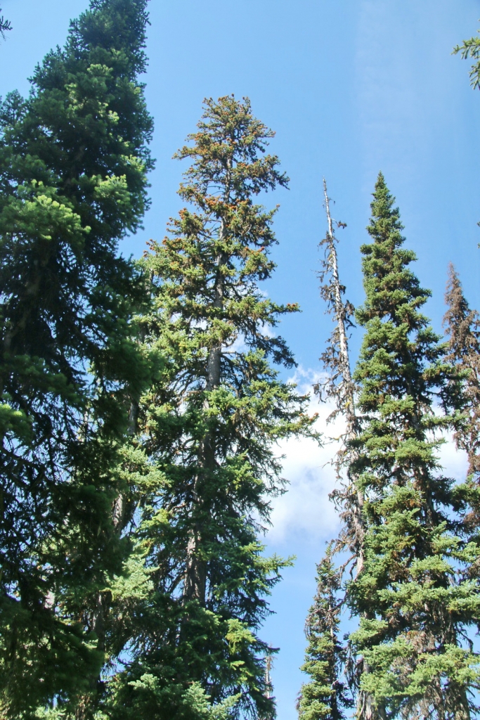 Picea sitchensis