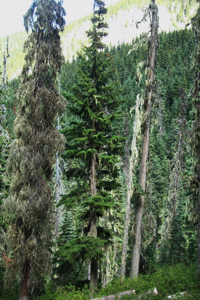 Picea sitchensis
