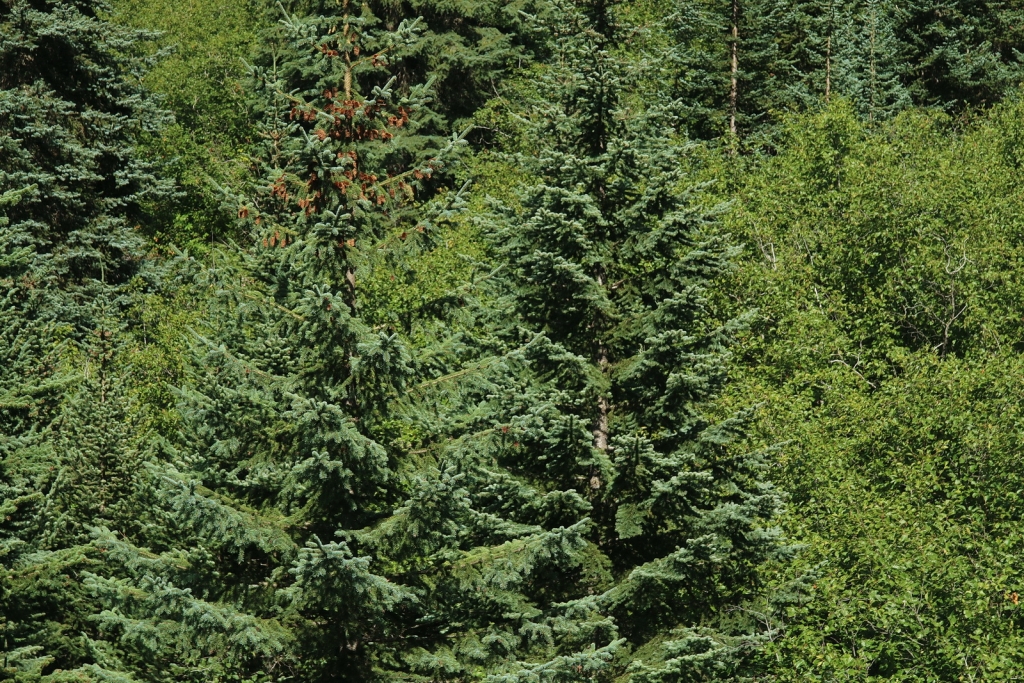 Picea sitchensis