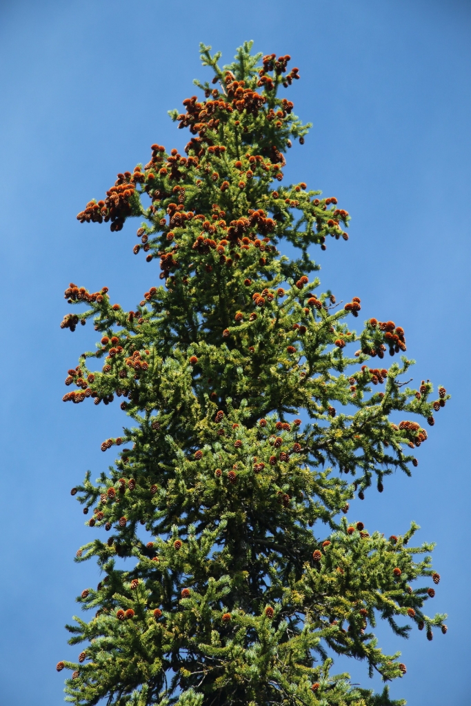 Picea sitchensis