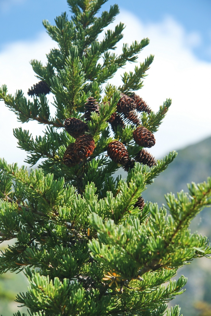 Picea sitchensis
