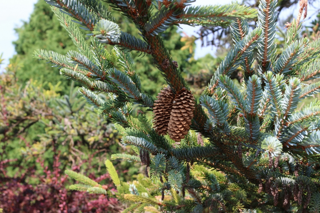 Picea sitchensis