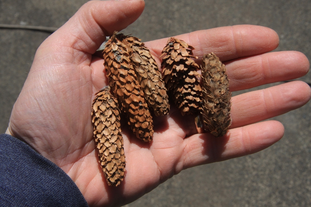 Picea sitchensis