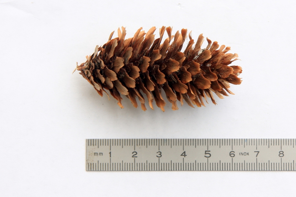 Picea sitchensis