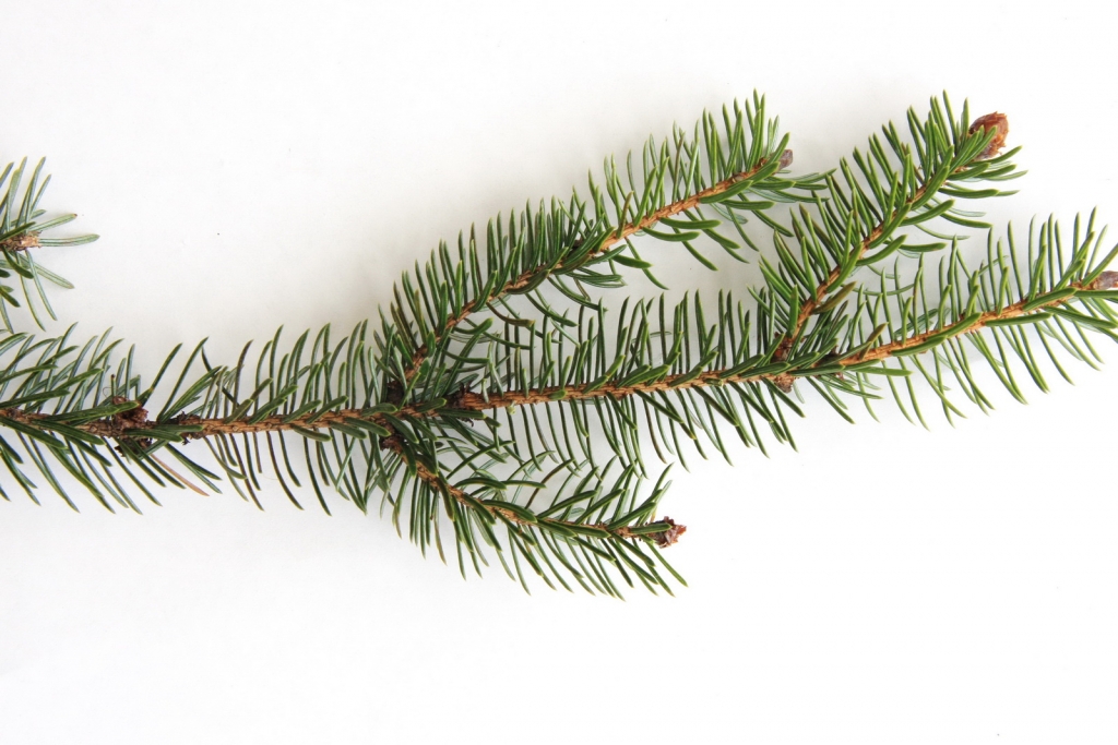 Picea sitchensis
