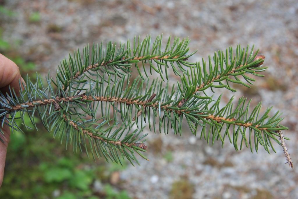 Picea sitchensis