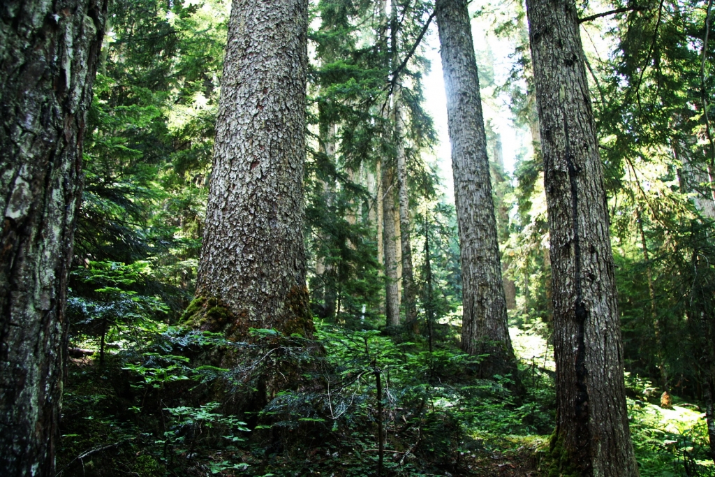 Picea sitchensis