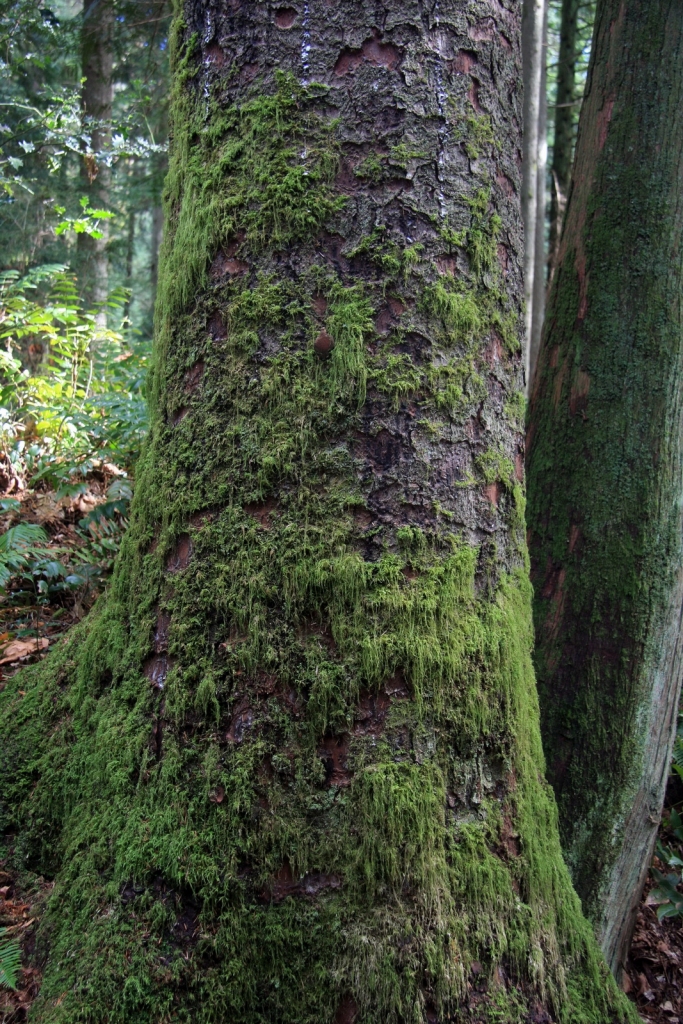Picea sitchensis
