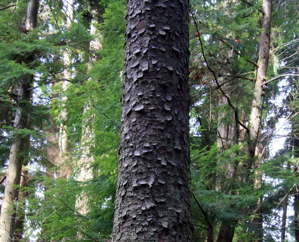 Picea sitchensis