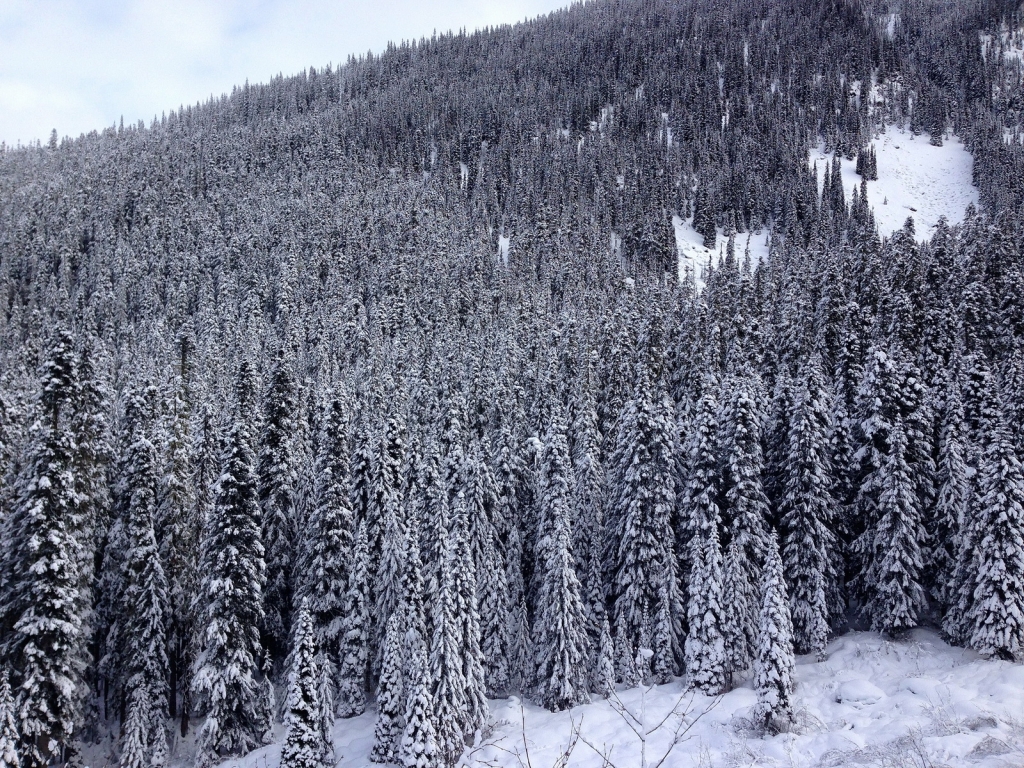 Picea sitchensis