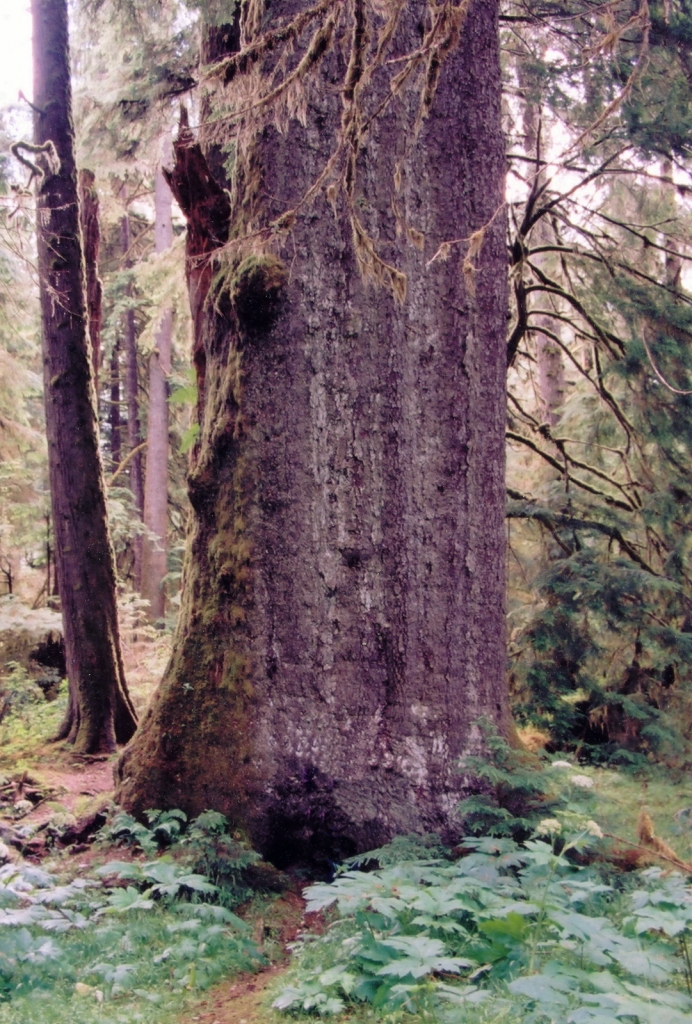 Picea sitchensis