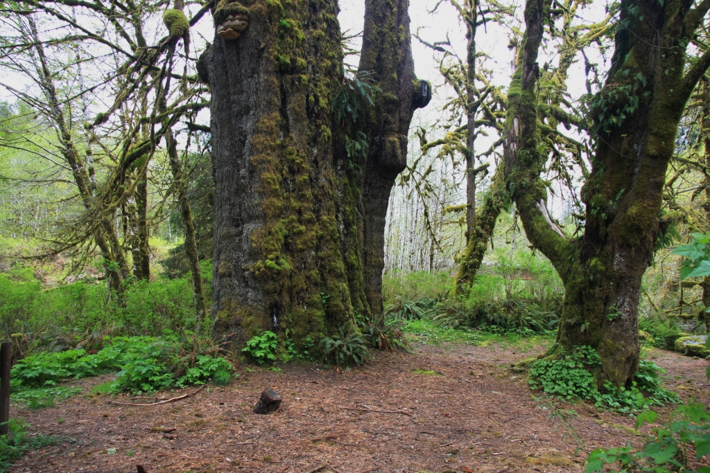 Picea sitchensis