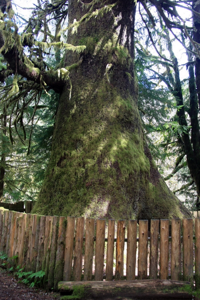 Picea sitchensis