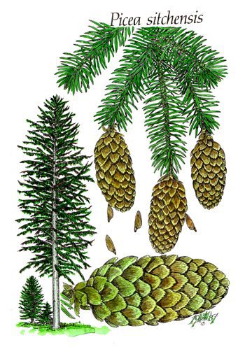 Picea sitchensis