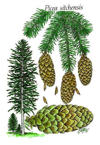 Picea sitchensis