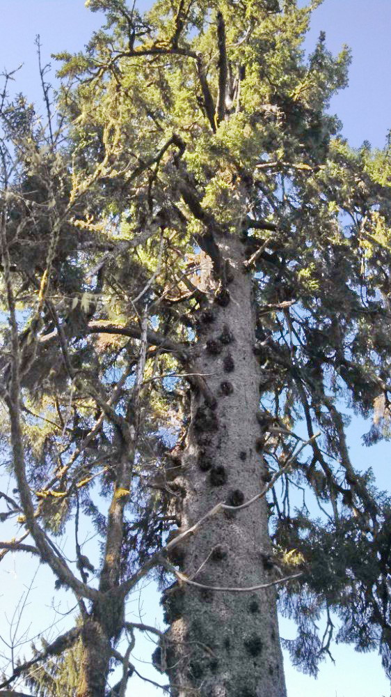 Picea sitchensis