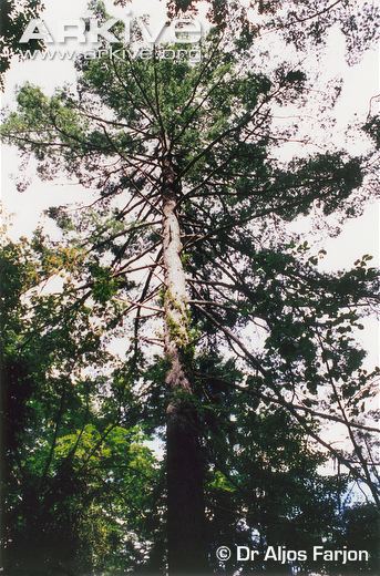 Pseudotsuga sinensis