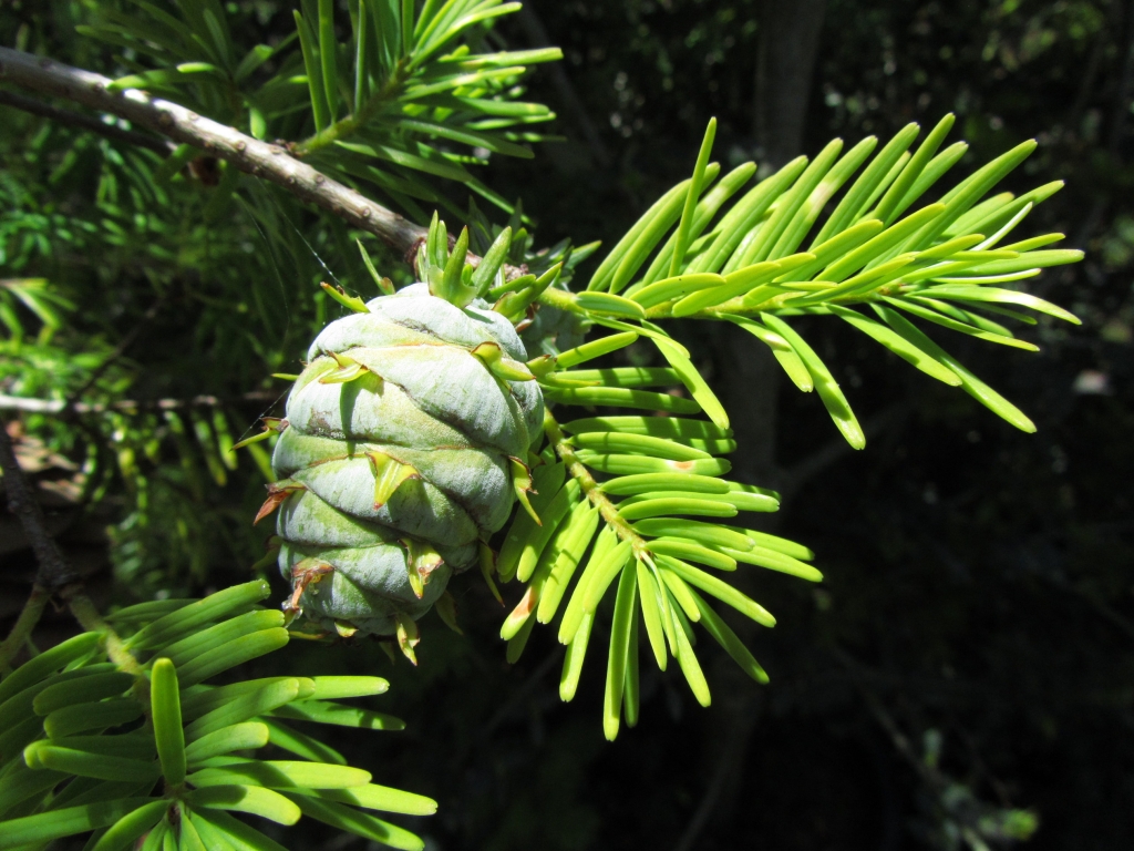 Pseudotsuga sinensis