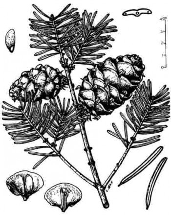 Pseudotsuga sinensis