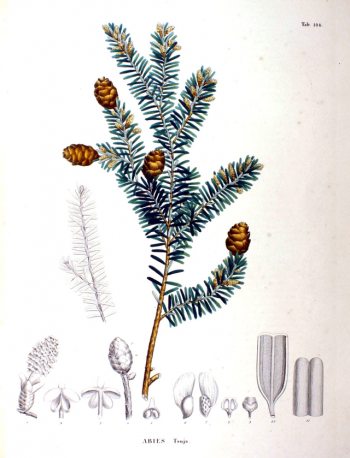Tsuga sieboldii