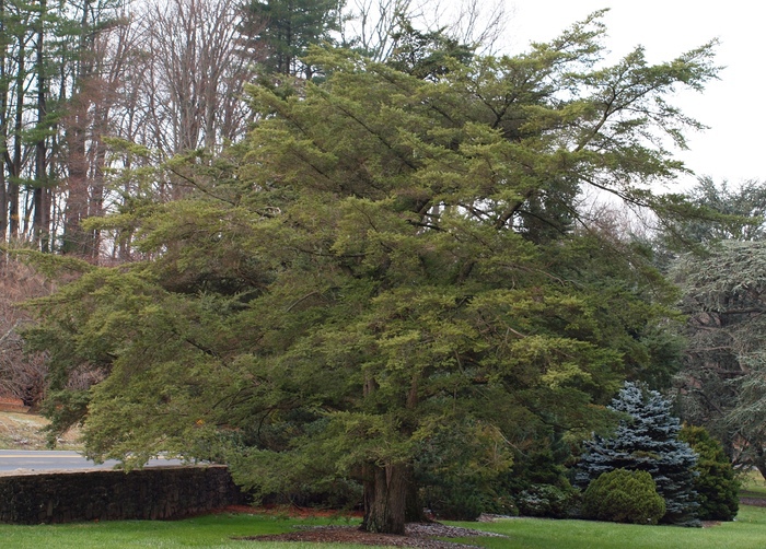 Tsuga sieboldii