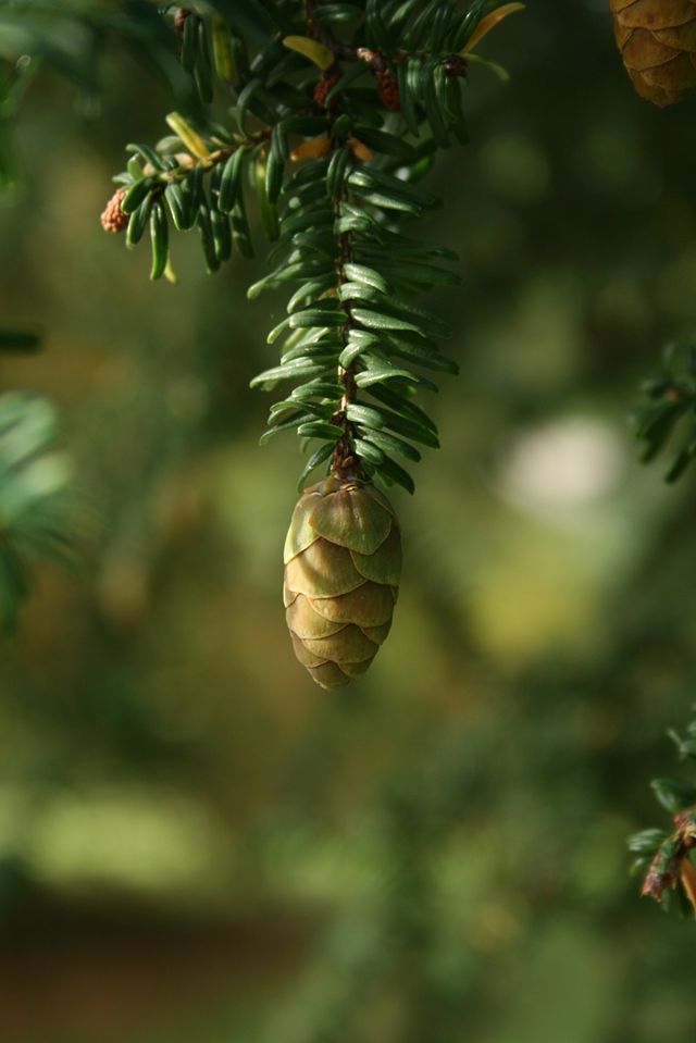 Tsuga sieboldii