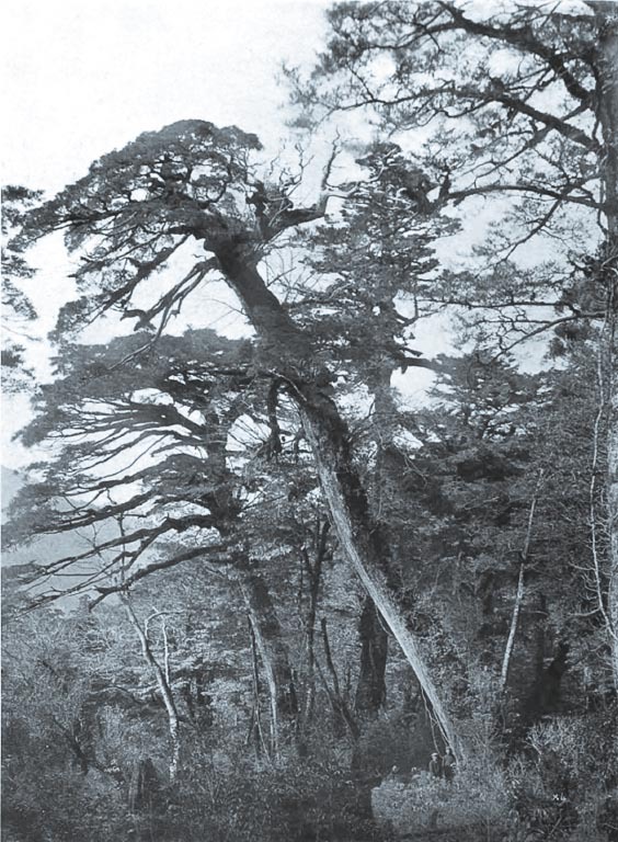 Tsuga sieboldii