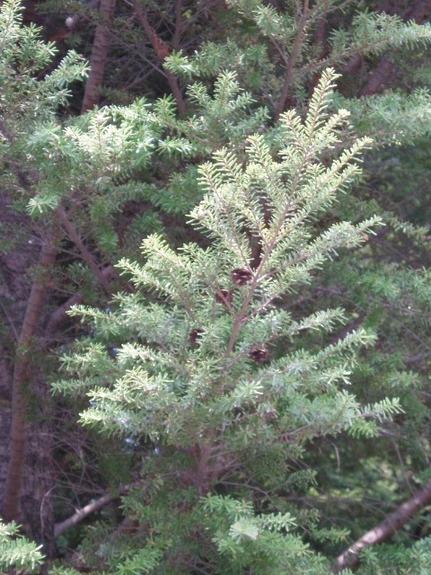 Tsuga sieboldii