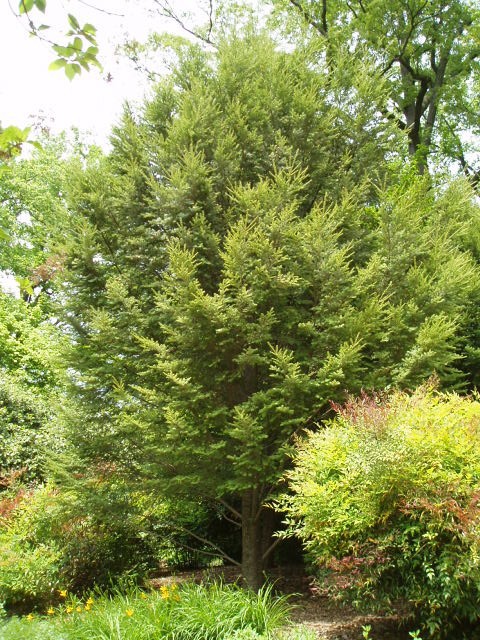 Tsuga sieboldii