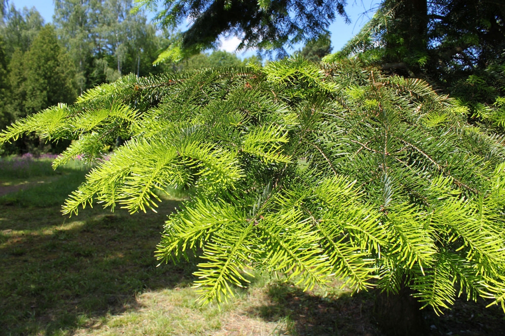 Abies sibirica