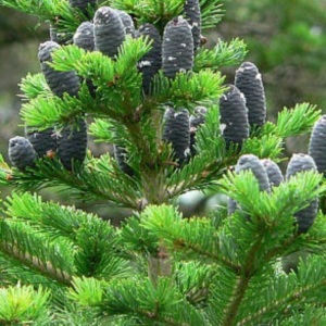 Abies sibirica