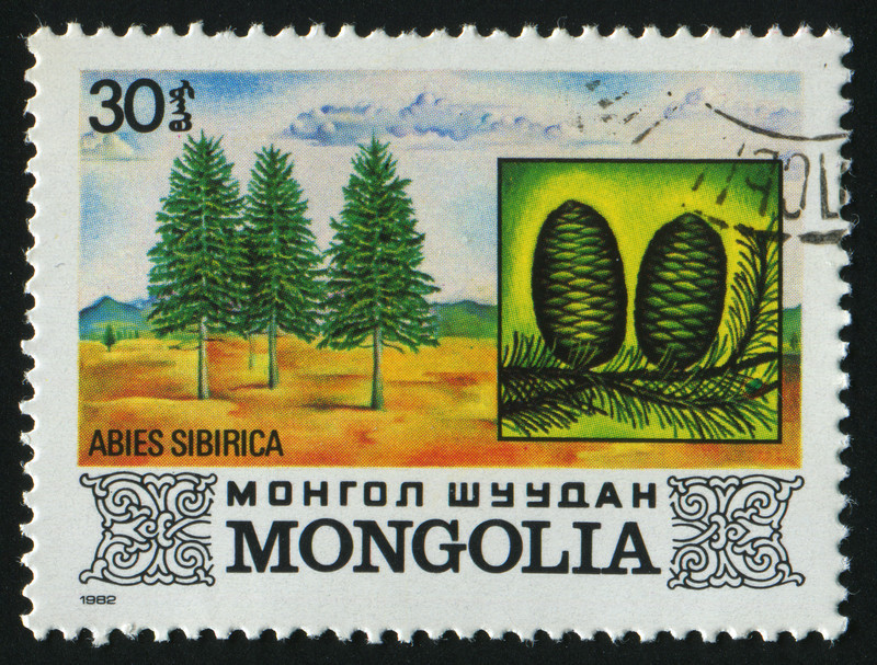 Abies sibirica