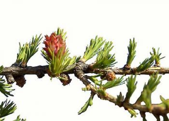 Larix sibirica