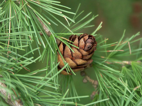 Larix sibirica