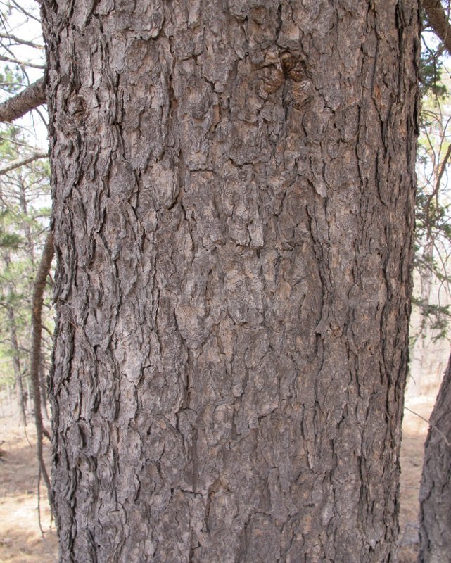 Pinus sibirica