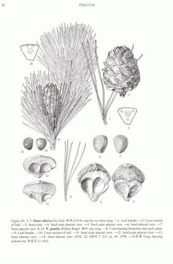 Pinus sibirica