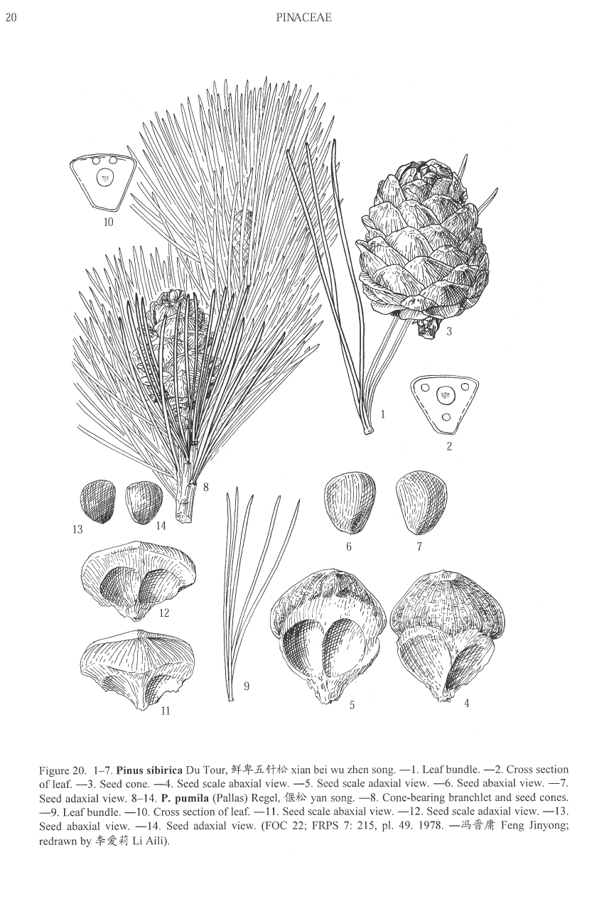 Pinus sibirica