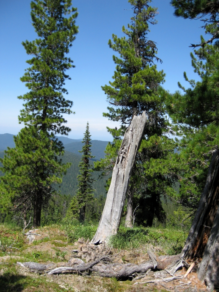 Pinus sibirica