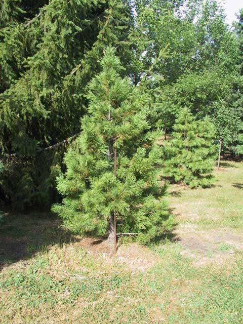 Pinus sibirica