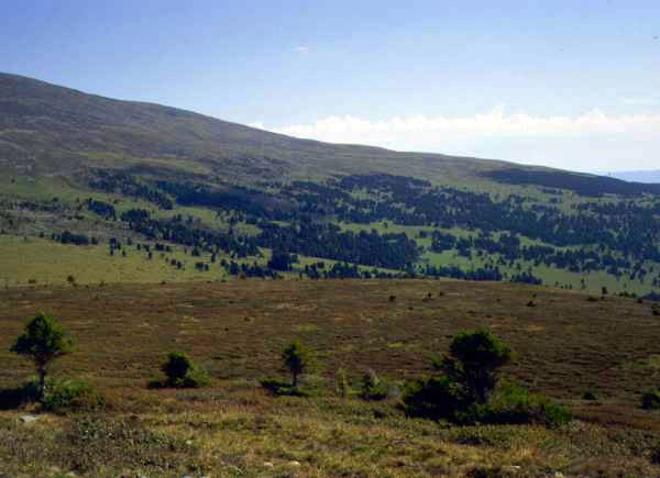 Pinus sibirica