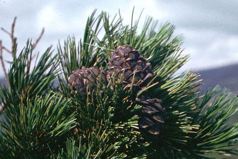 Pinus sibirica