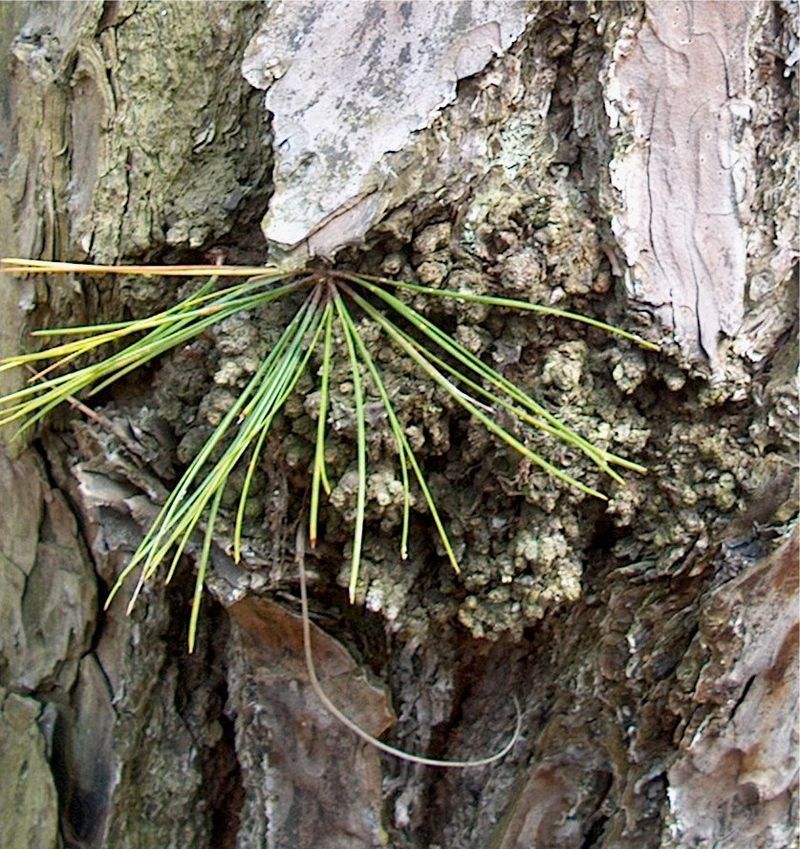 Pinus serotina