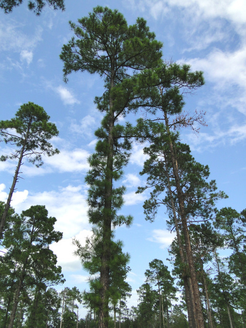 Pinus serotina