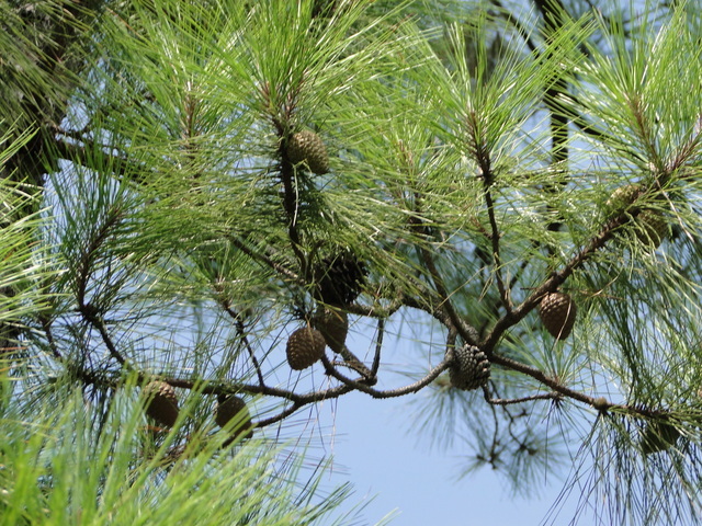 Pinus serotina