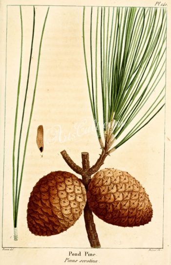 Pinus serotina